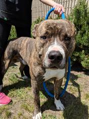 Staffordshire Bull Terrier Dogs for adoption in St. Bonifacius, MN, USA
