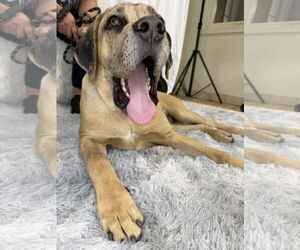 Great Dane Dogs for adoption in Goodyear, AZ, USA