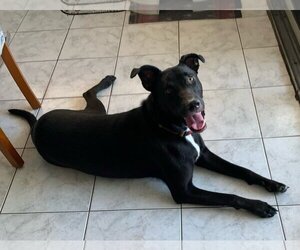 American Pit Bull Terrier-Border Collie Mix Dogs for adoption in Royal Palm Beach, FL, USA