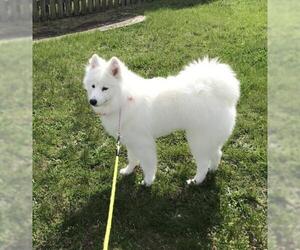 Samoyed Dogs for adoption in COLUMBIA, MD, USA