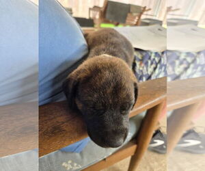 Plott Hound-Unknown Mix Dogs for adoption in New Orleans, LA, USA