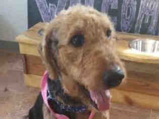Airedale Terrier Dogs for adoption in Missoula, MT, USA