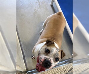 Bulldog-Unknown Mix Dogs for adoption in Sanford, FL, USA