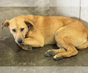 Red Heeler-Unknown Mix Dogs for adoption in Rockwall, TX, USA