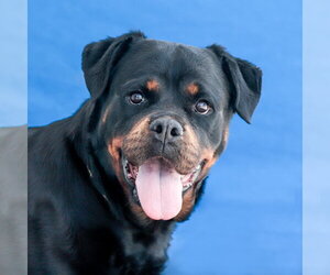 Rottweiler Dogs for adoption in Pasadena, CA, USA