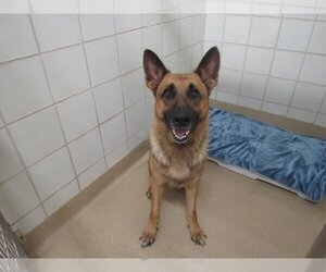 German Shepherd Dog Dogs for adoption in Derwood, MD, USA