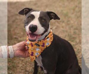 American Staffordshire Terrier-Unknown Mix Dogs for adoption in San Antonio, TX, USA