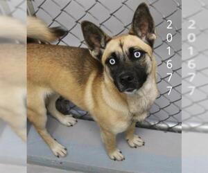 German Shepherd Dog-Siberian Husky Mix Dogs for adoption in Augusta, GA, USA