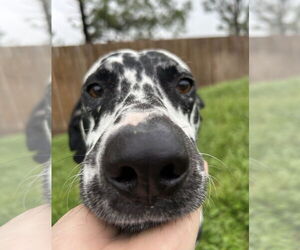 Dalmatian Dogs for adoption in Oak Bluffs, MA, USA