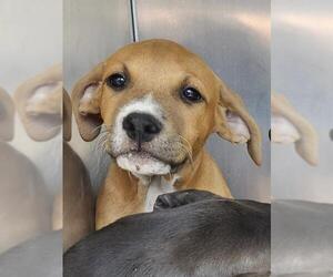 American Staffordshire Terrier-Unknown Mix Dogs for adoption in San Antonio, TX, USA