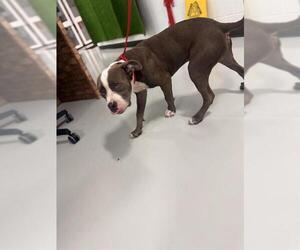 American Pit Bull Terrier Dogs for adoption in Temple, TX, USA