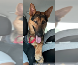 German Shepherd Dog-Unknown Mix Dogs for adoption in Decatur, GA, USA