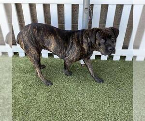 Mutt Dogs for adoption in Modesto, CA, USA