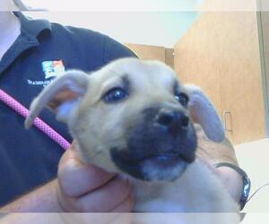 German Shepherd Dog-Unknown Mix Dogs for adoption in Sacramento, CA, USA