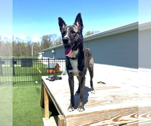 - Mix Dogs for adoption in Millburn, NJ, USA