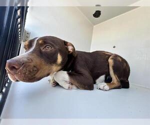 Border Collie-Unknown Mix Dogs for adoption in Houston, TX, USA