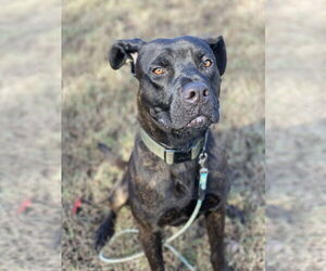 Mutt Dogs for adoption in Virginia Beach, VA, USA