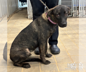 Mutt Dogs for adoption in Washington, DC, USA