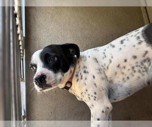 Mutt Dogs for adoption in Oklahoma City, OK, USA