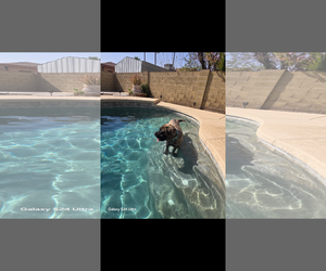 Mastiff Dogs for adoption in Goodyear, AZ, USA