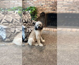 Saint Berdoodle Dogs for adoption in Williamsburg, IA, USA