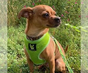 Chihuahua Dogs for adoption in Austin, TX, USA