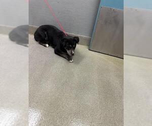Australian Shepherd-German Shepherd Dog Mix Dogs for adoption in Las Vegas, NV, USA