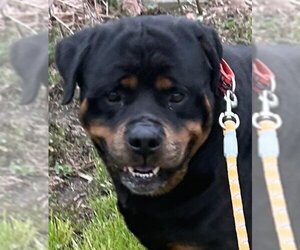 Rottweiler Dogs for adoption in Hillsboro, NH, USA