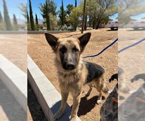German Shepherd Dog Dogs for adoption in HESPERIA, CA, USA