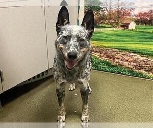 Mutt Dogs for adoption in Moreno Valley, CA, USA