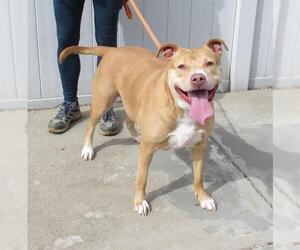 American Pit Bull Terrier Dogs for adoption in Louisville, KY, USA