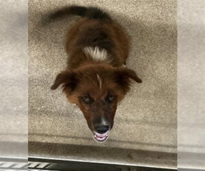 Mutt Dogs for adoption in San Bernardino, CA, USA