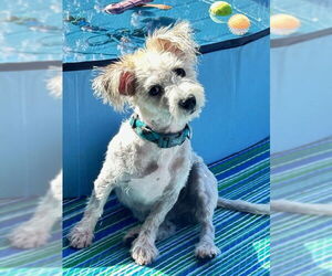 Cairn Terrier-Unknown Mix Dogs for adoption in Chandler, AZ, USA