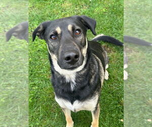 Shepradors Dogs for adoption in La Porte, IN, USA