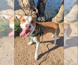 American Pit Bull Terrier-Unknown Mix Dogs for adoption in Brighton, CO, USA