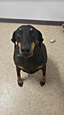 Doberman Pinscher Dogs for adoption in Tempe, AZ, USA