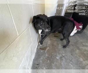 American Pit Bull Terrier-Unknown Mix Dogs for adoption in Ocala, FL, USA