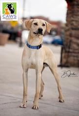 Medium Photo #1 Labrador Retriever Puppy For Sale in Salt Lake City, UT, USA