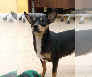 Chihuahua-Unknown Mix Dogs for adoption in York, SC, USA