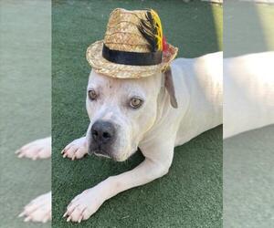 Mutt Dogs for adoption in Texas City, TX, USA