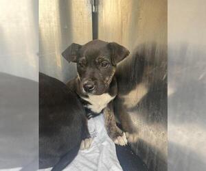 American Staffordshire Terrier-Unknown Mix Dogs for adoption in San Antonio, TX, USA