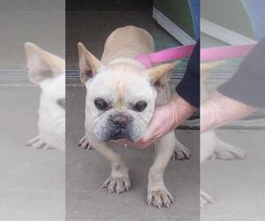 French Bulldog Dogs for adoption in Birch Tree, MO, USA