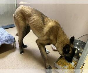 Mutt Dogs for adoption in Martinez, CA, USA