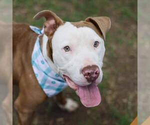 American Staffordshire Terrier-Unknown Mix Dogs for adoption in San Antonio, TX, USA