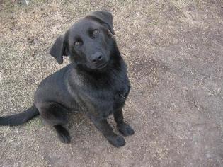 Medium Photo #1 Sheprador Puppy For Sale in Rincon, GA, USA