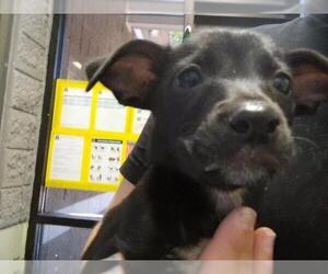 Labrador Retriever-Unknown Mix Dogs for adoption in Tulsa, OK, USA