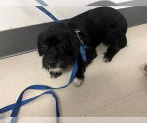 Mutt Dogs for adoption in Corona, CA, USA