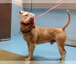American Pit Bull Terrier-Unknown Mix Dogs for adoption in Moreno Valley, CA, USA