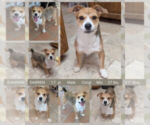 Mutt Dogs for adoption in Mesa, AZ, USA
