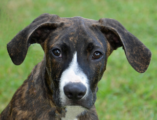 Catahoula Leopard Dog Dogs for adoption in Englewood, FL, USA